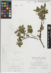 Foto von Salix mielichhoferi Saut.